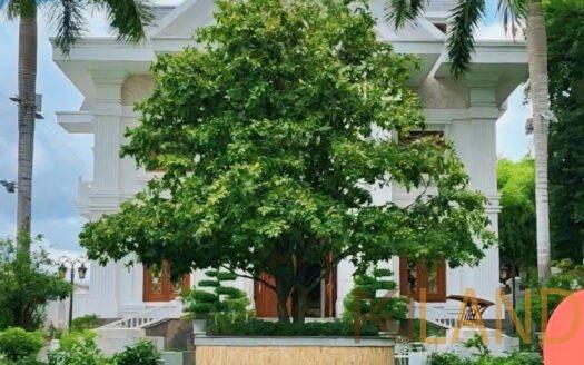 Biệt Thự Đường Trần Văn Giàu 2 Mặt Tiền 1621m², Khu Biệt Thự Cồn Khương